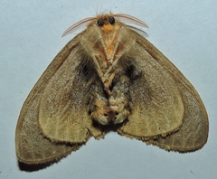 Euproctis leonina
