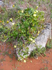 Angadenia lindeniana