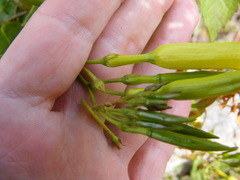 Angadenia lindeniana