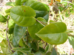 Angadenia lindeniana