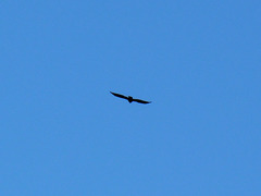 Aquila chrysaetos