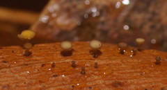 Hymenotorrendiella eucalypti image