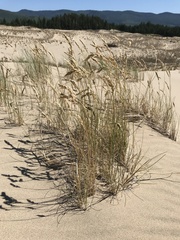 Poa macrantha