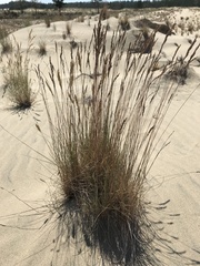 Festuca ammobia