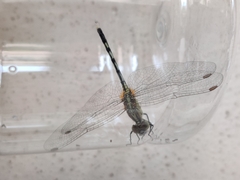 Diplacodes trivialis