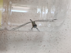 Diplacodes trivialis