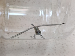 Diplacodes trivialis