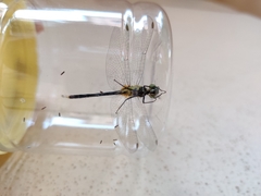 Diplacodes trivialis