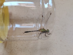 Diplacodes trivialis