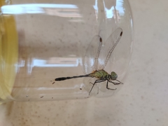 Diplacodes trivialis