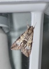 Melipotis acontioides