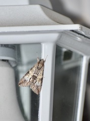 Melipotis acontioides