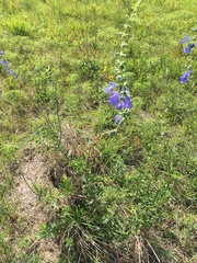 Salvia azurea
