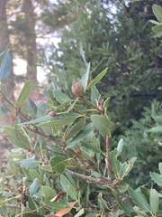 Quercus vacciniifolia