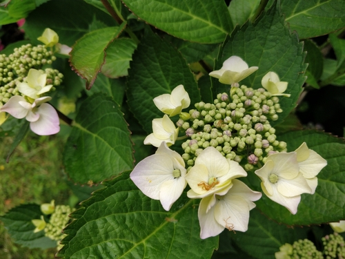 Hydrangea macrophylla