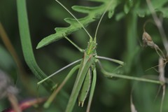 Arethaea grallator