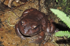Leptodactylus vastus