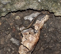 Anolis sagrei