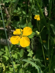 Chelidonium majus
