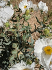 Argemone munita rotundata