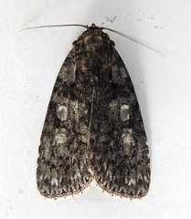 Acronicta modica