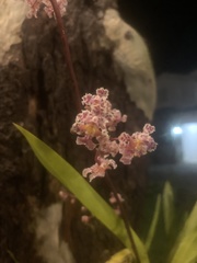 Trichocentrum oerstedii