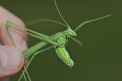 Arethaea grallator