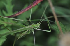 Arethaea grallator