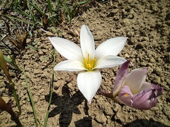 Zephyranthes drummondii