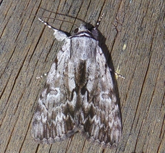 Catocala gracilis