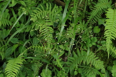 Valeriana flaccidissima
