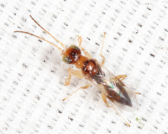 Anteon