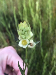 Ludwigia suffruticosa