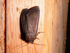 Amphipyra tragopoginis