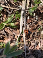 Hippodamia oregonensis