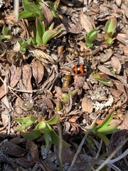 Hippodamia oregonensis