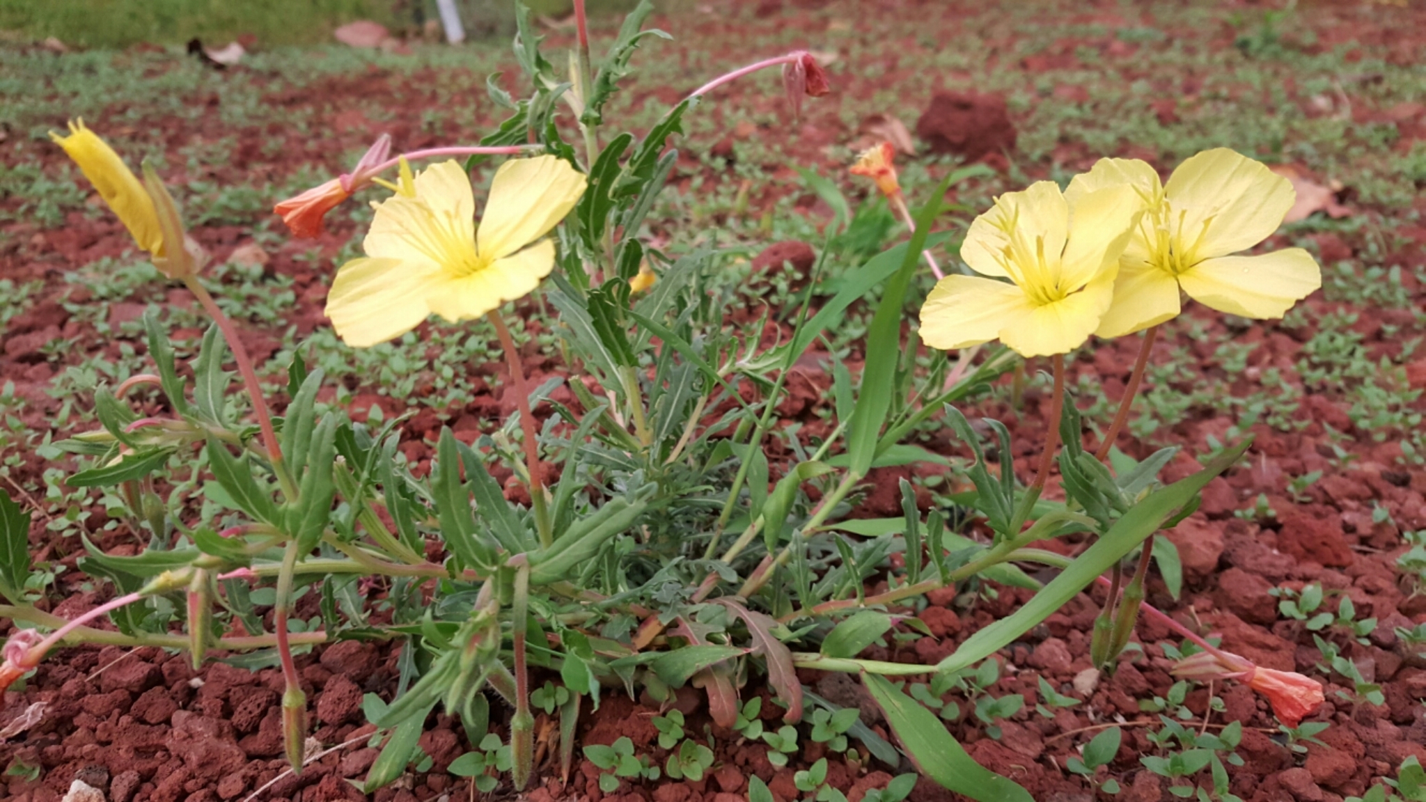 Oenothera pubescens