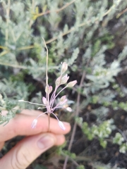 Allium flavum tauricum