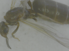 Formicidae