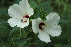 Hibiscus lasiocarpos