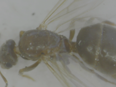 Formicidae