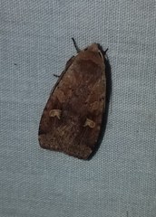 Diarsia jucunda