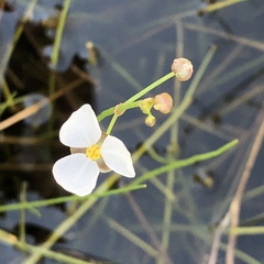 Sagittaria isoetiformis