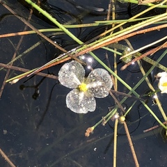 Sagittaria isoetiformis