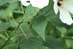 Hibiscus lasiocarpos