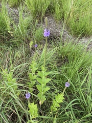 Verbena stricta
