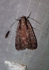 Eueretagrotis attentus