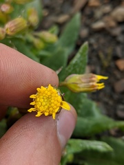 Senecio elmeri
