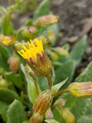 Senecio elmeri