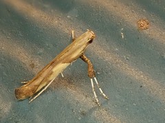 Caloptilia bimaculatella